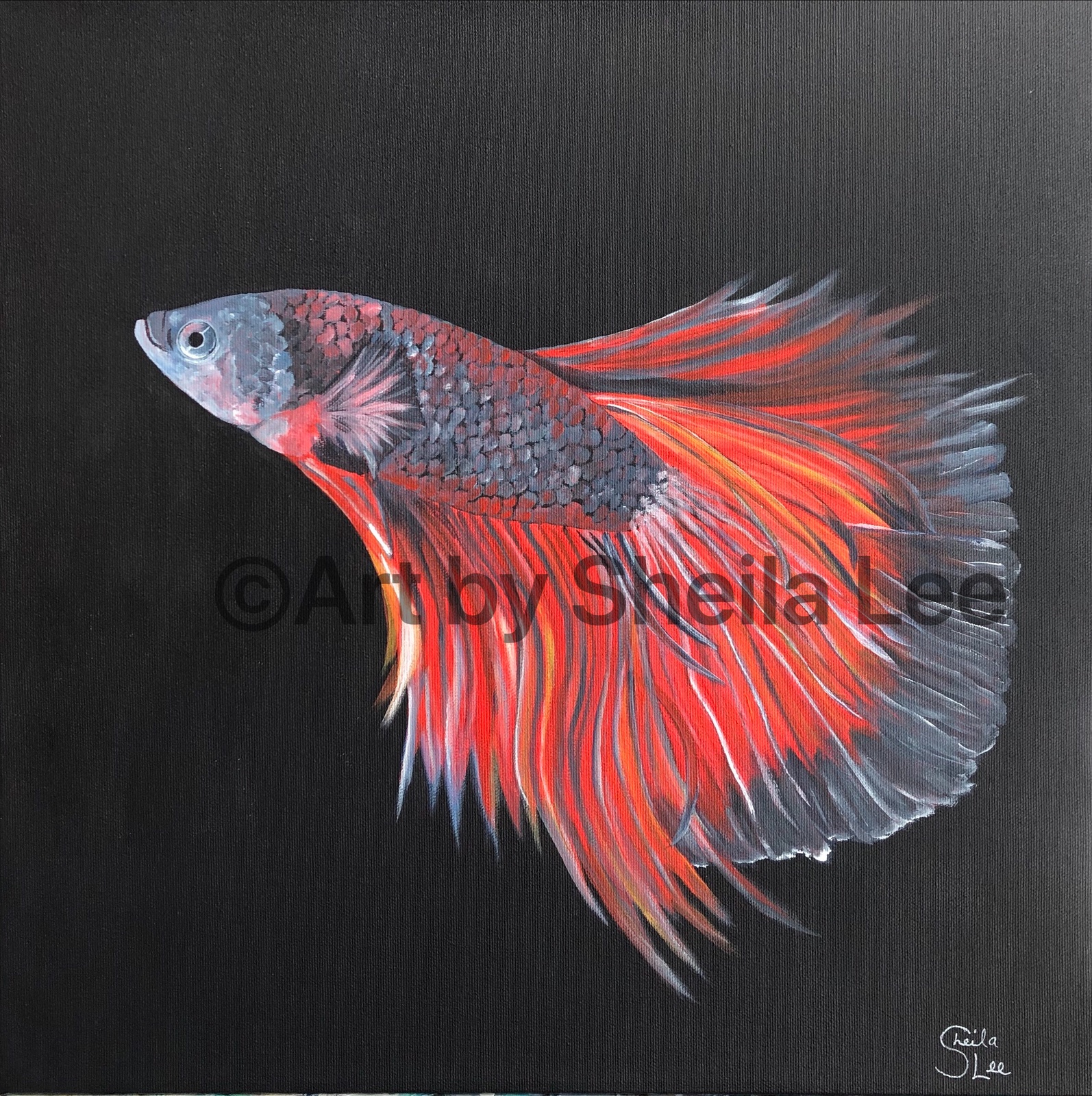 Tranquility is a betta fish painted in Acrylic on a 16" x 16" Gallery Wrapped Canvas.$130.00
