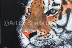 SOLD Tiger-Lilly